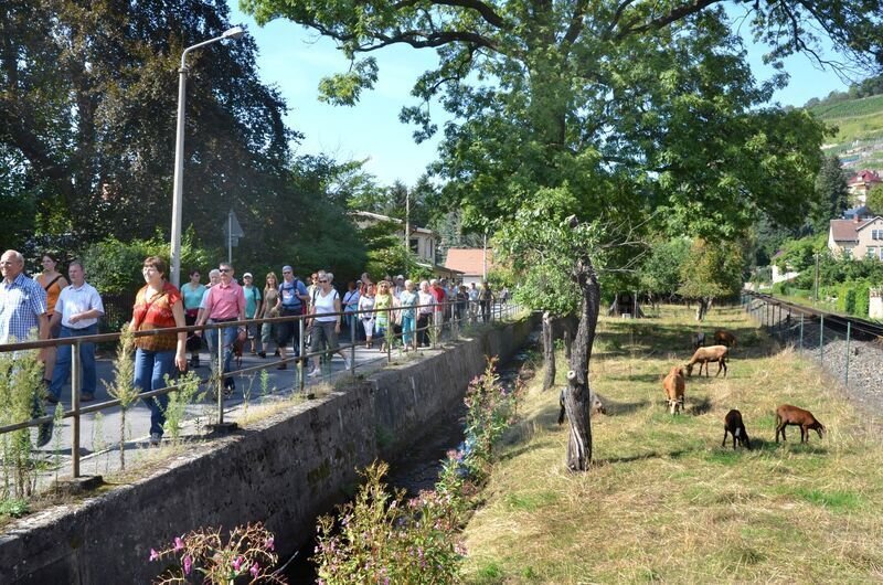 Exklusive Weinwanderung mit Speis und Trank - Exklusive kulinarische Weinführung mit moderierter 6er- Weinprobe