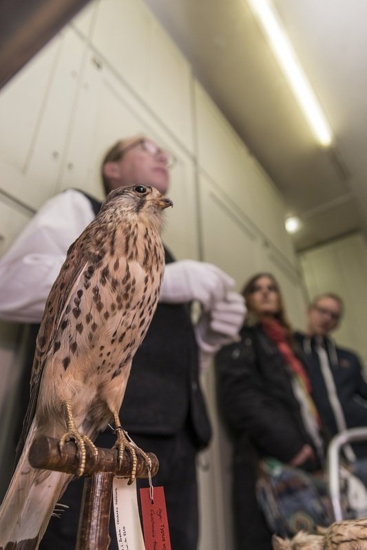 Chefvisite im Vogelkundemuseum