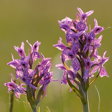 Seeadler, Fischadler, Orchideen