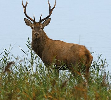 Adler, Kranich, Hirsch