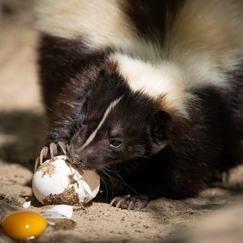 Frühstück im Tiergarten