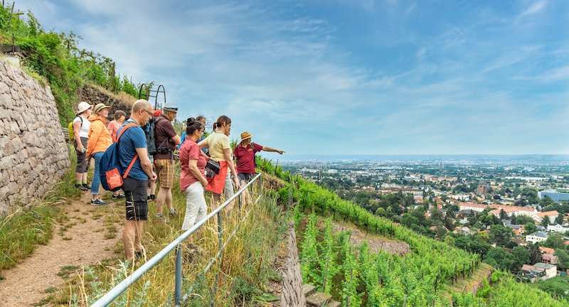 Kräuterwein und Weinelexiere - Wein und noch viel mehr