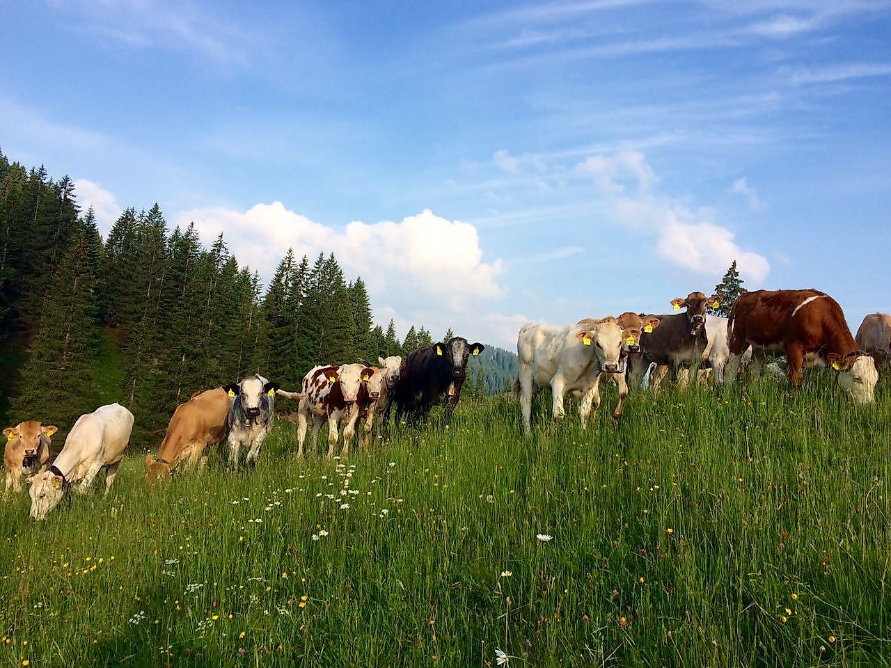 Alpwanderung zur Alpe Hörnle im Naturpark Nagelfluhkette