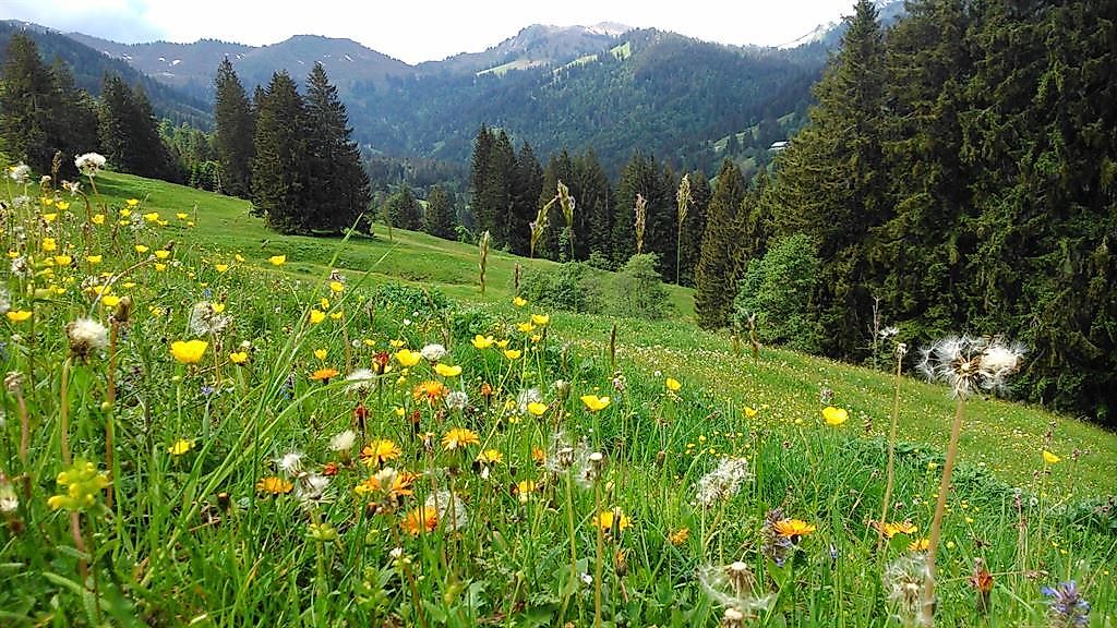 Von der Wiese auf den Tisch