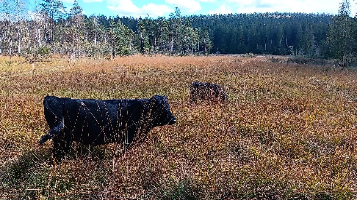 Beweidungsflächen am Osterbach - Früher und Heute