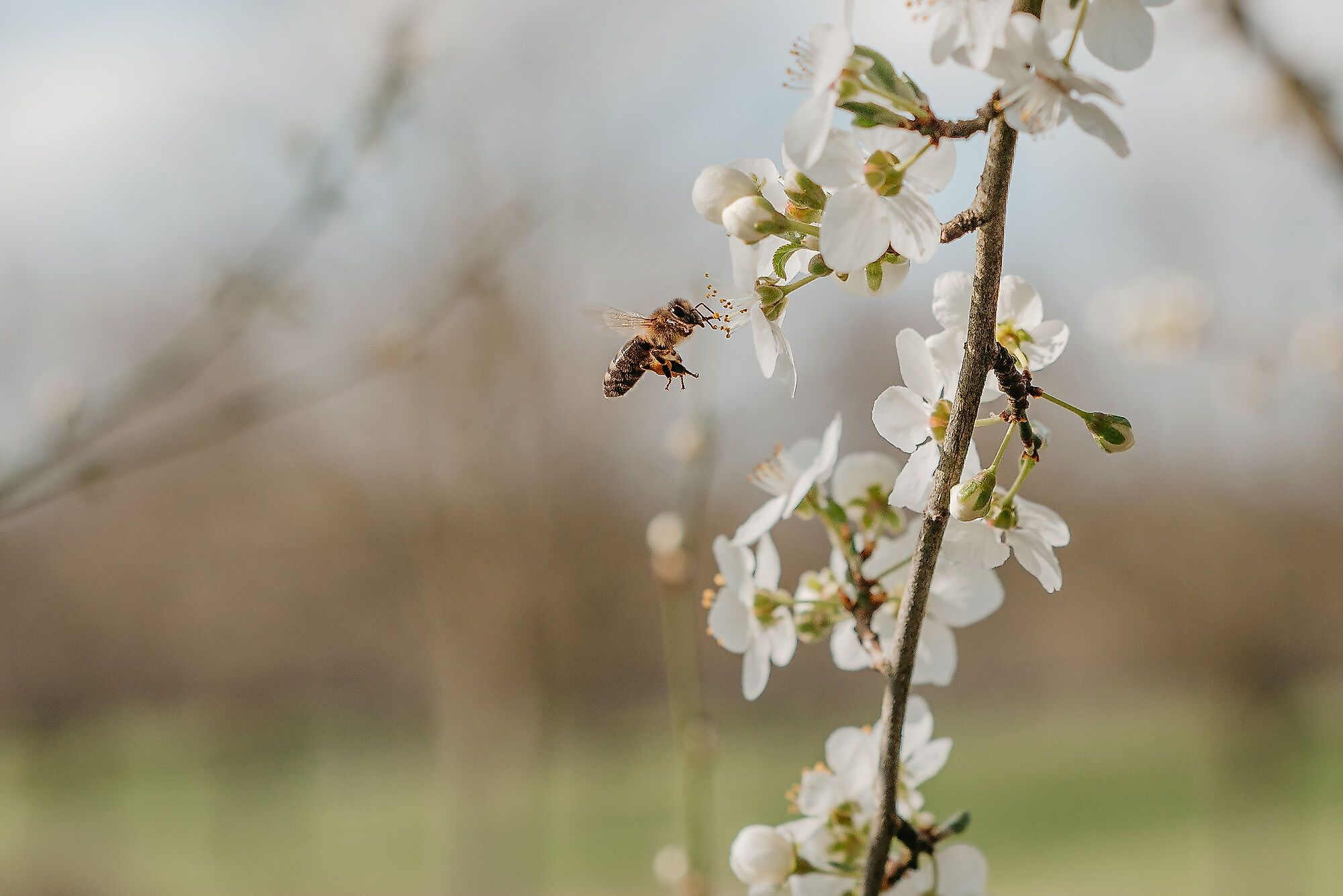 Natur erleben, Bienen entdecken