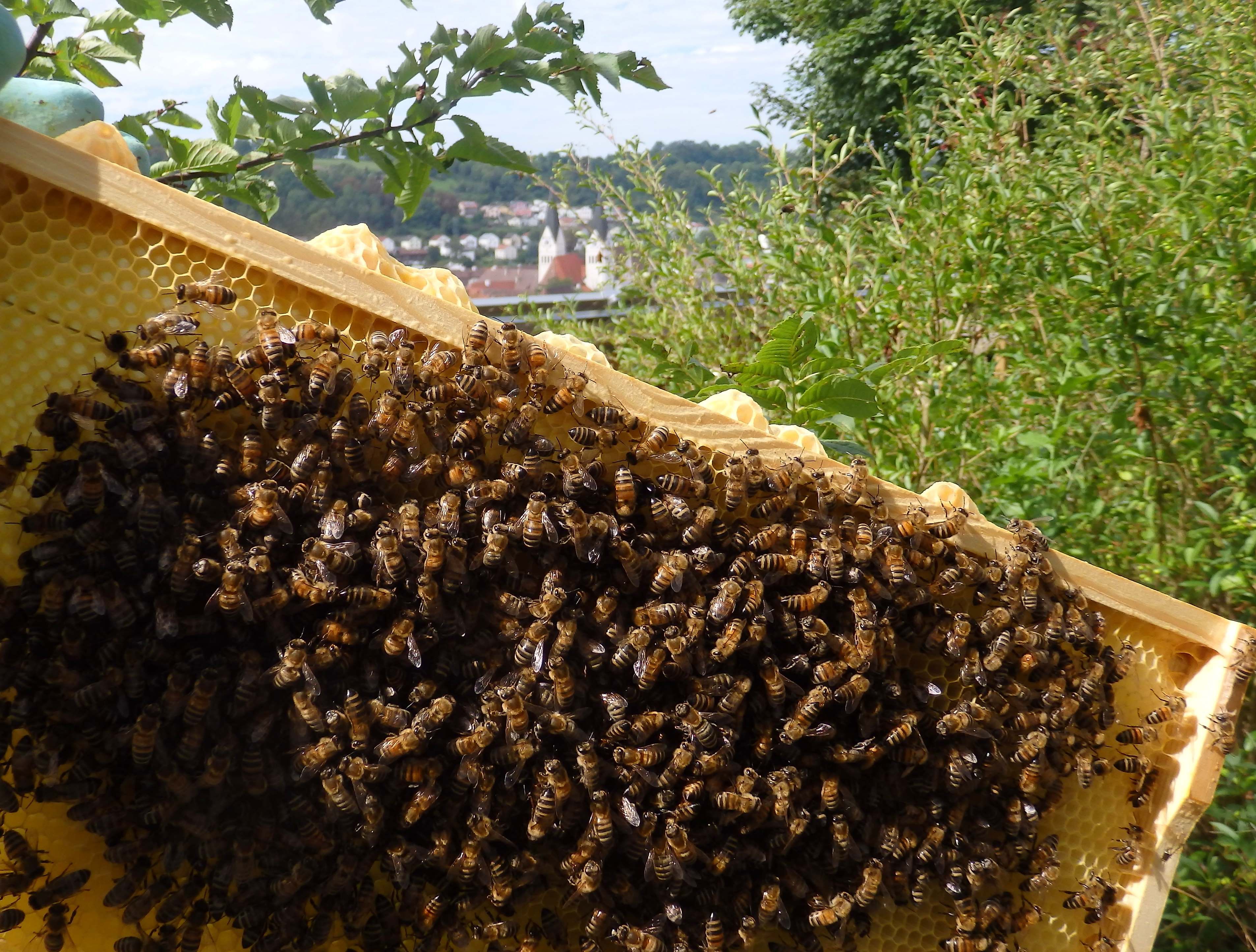 Ferienprogramm: „Bienchen, summ herum!“