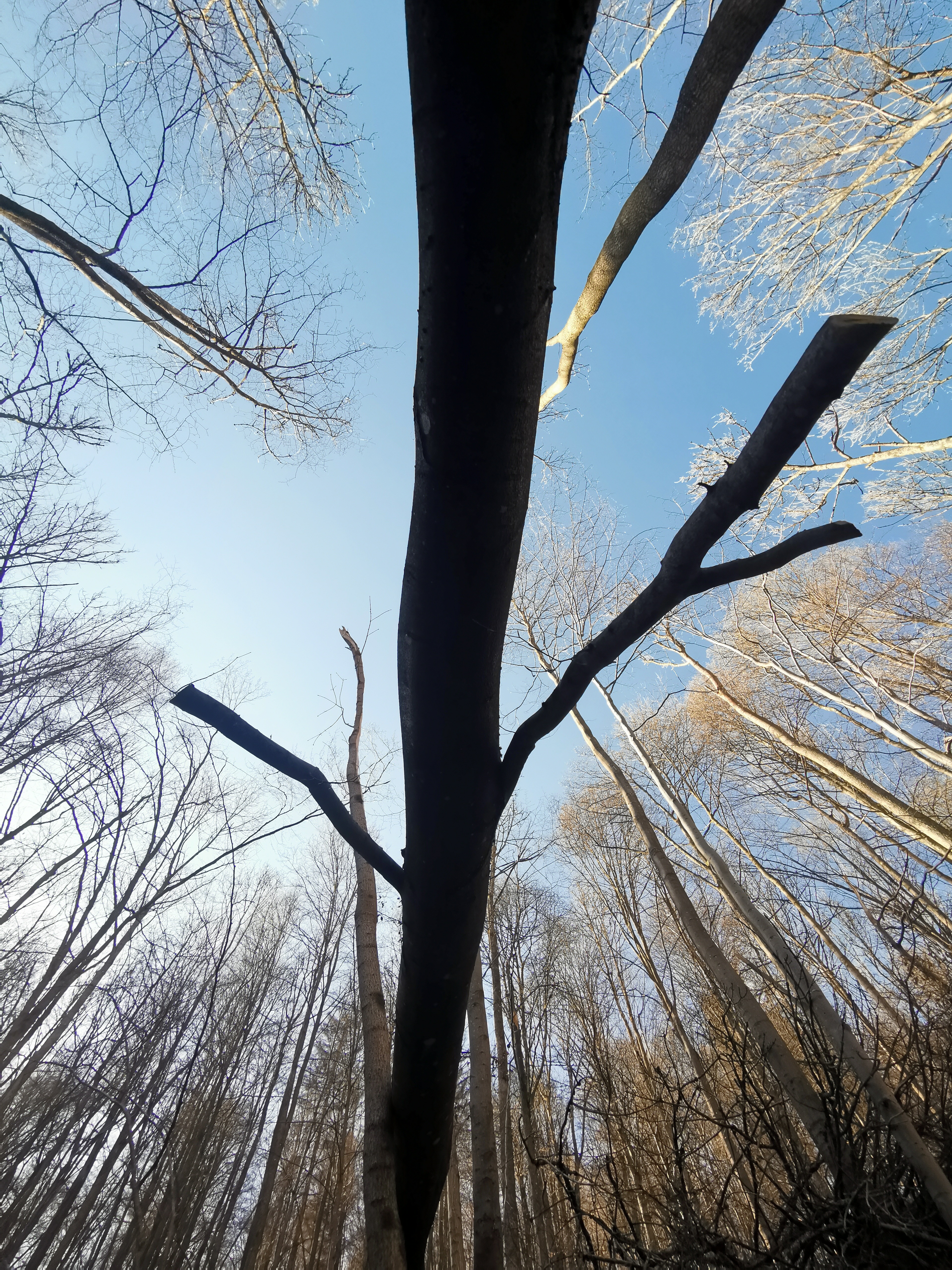 Grünkohl - Wanderung