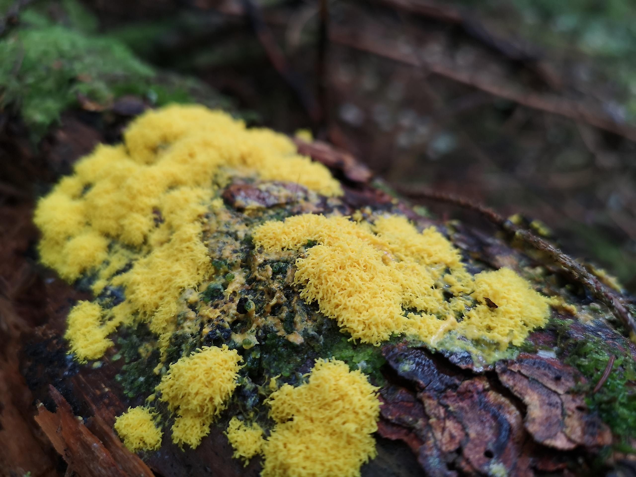 Geheimnisvolle Welt der Pilze