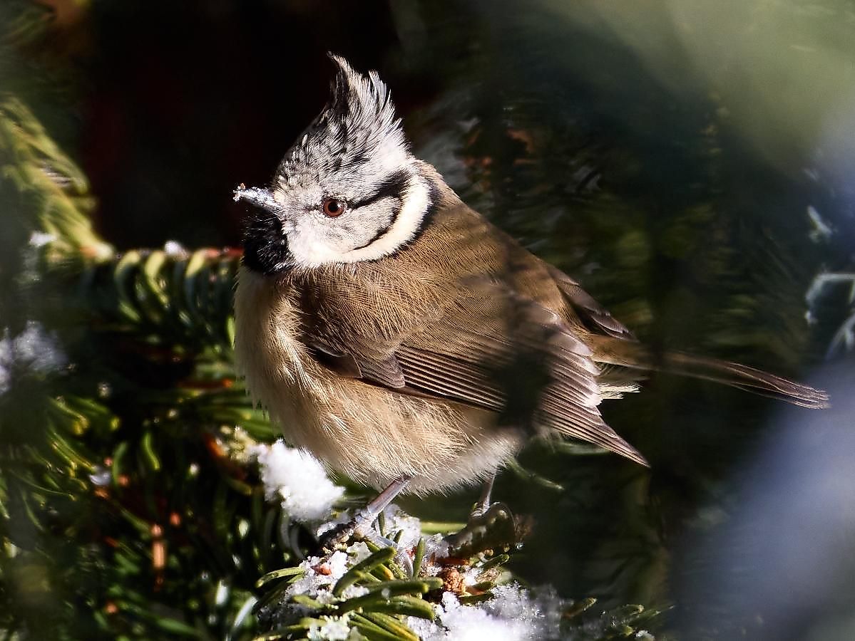 Vogelstimmenwanderung im Herzen des Böhmerwaldes