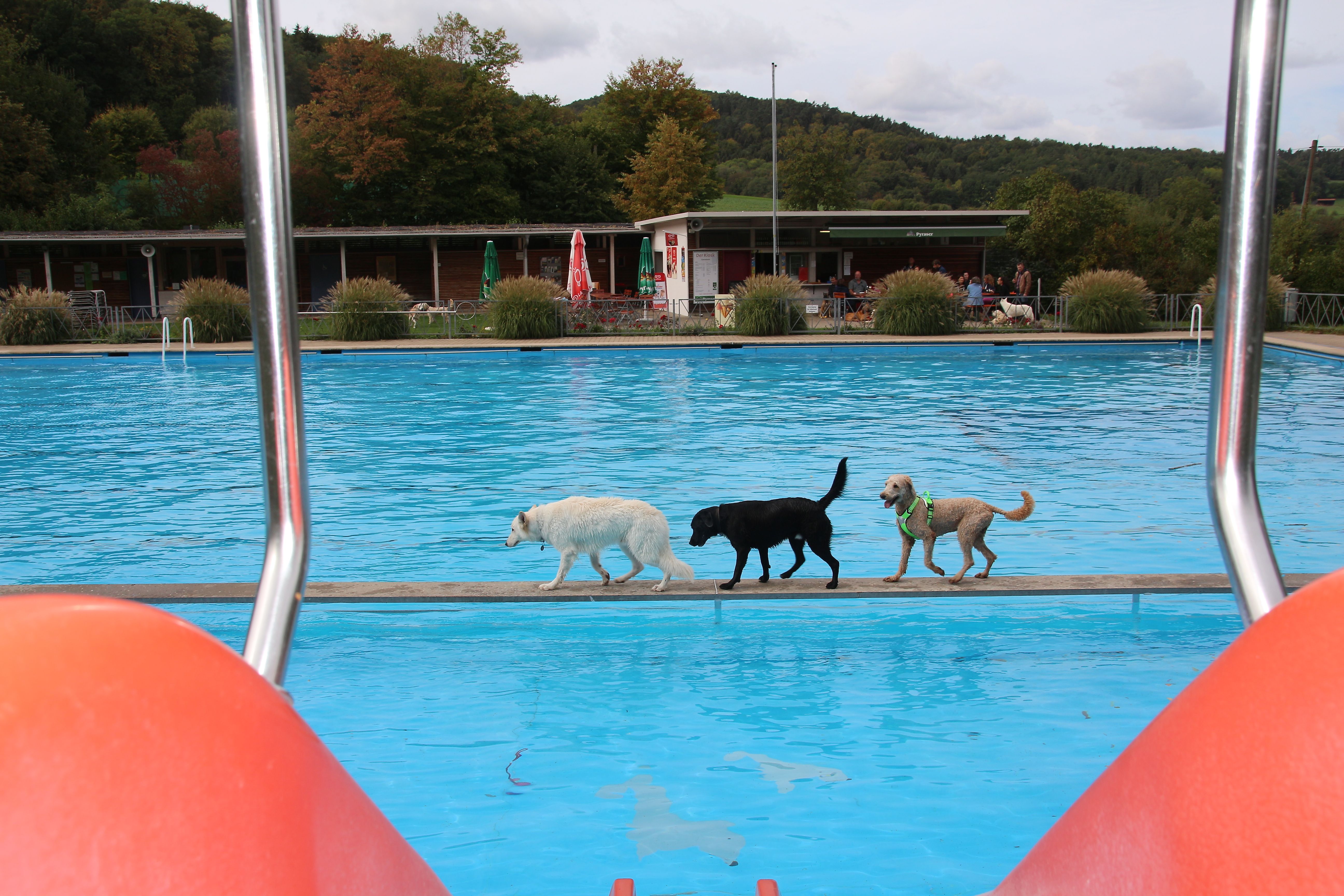 Hundeschwimmen