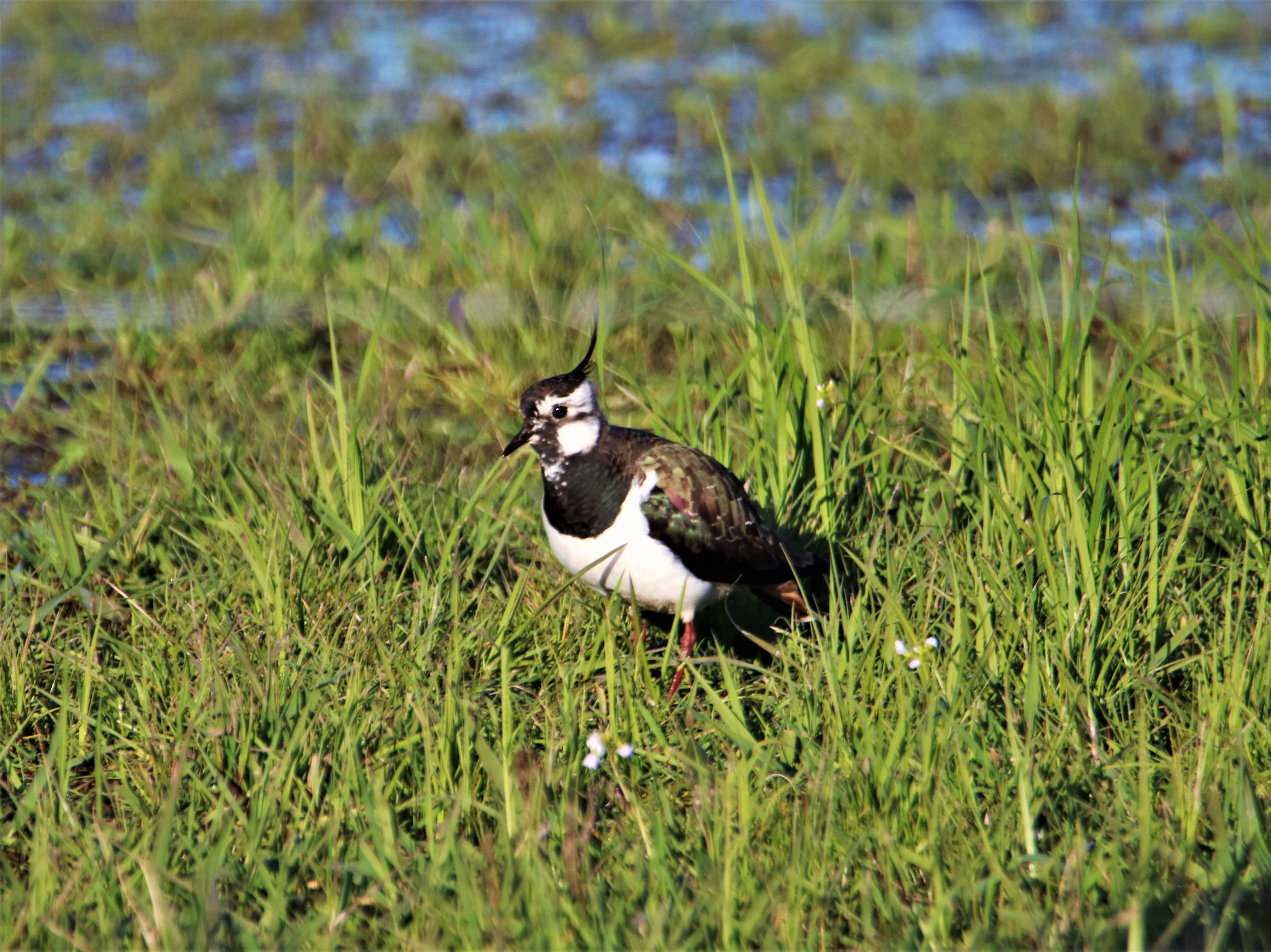Vogelkundliche Exkursion ins Ochsenmoor