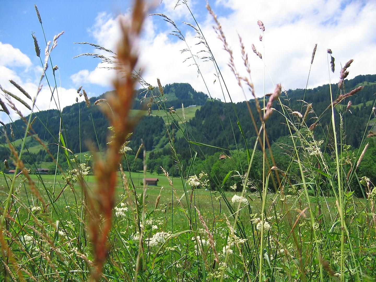 Kräuterspaziergang in Bolsterlang