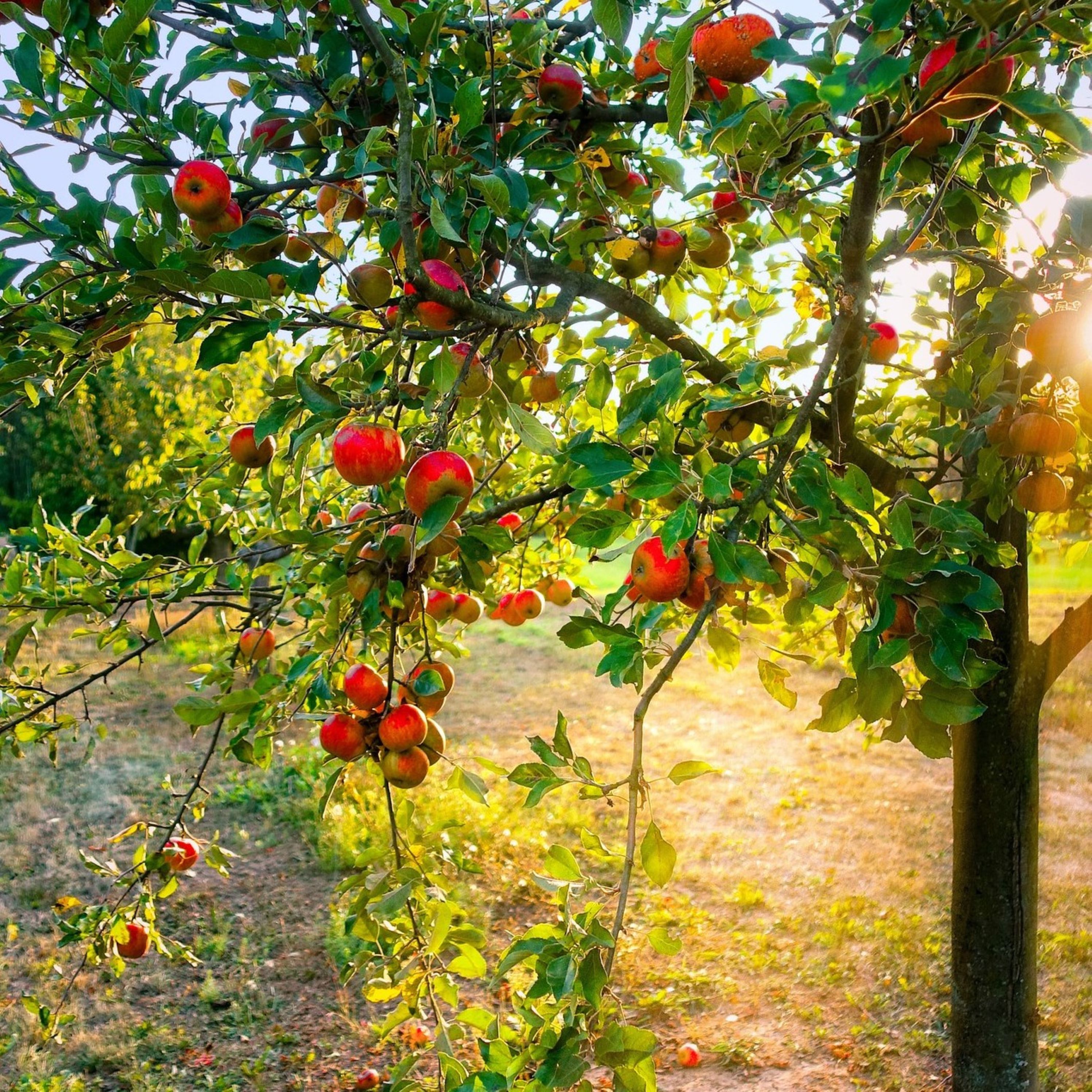 Lebens-Wege Kinesiologischer Naturspaziergang