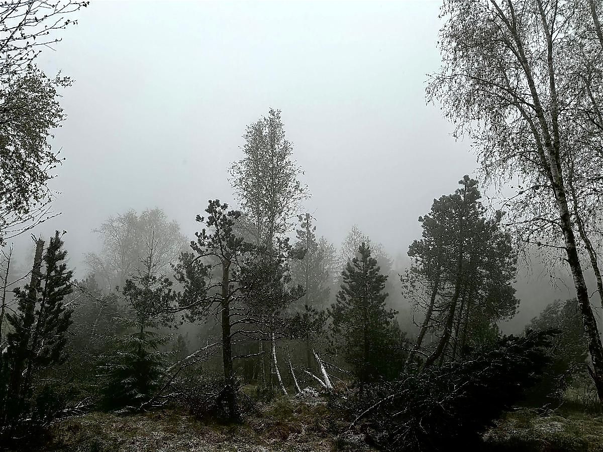 Unterwegs mit dem Naturpark Ranger - Mystische Moorwelten in der Todtenau