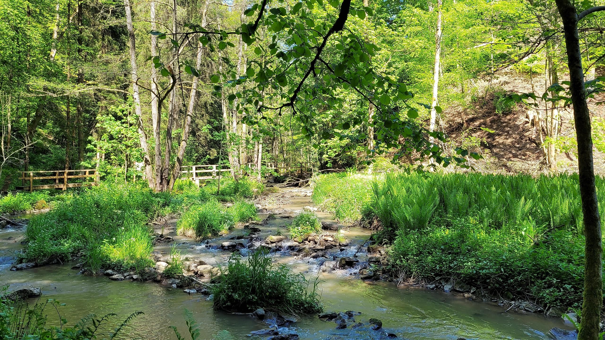 Unterwegs mit den Naturpark Rangern - Das wilde Perlbachtal