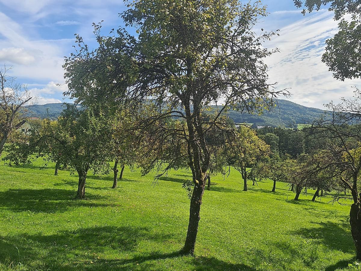 Lebensraum Streuobstwiese: ein „Hotspot“ der Artenvielfalt