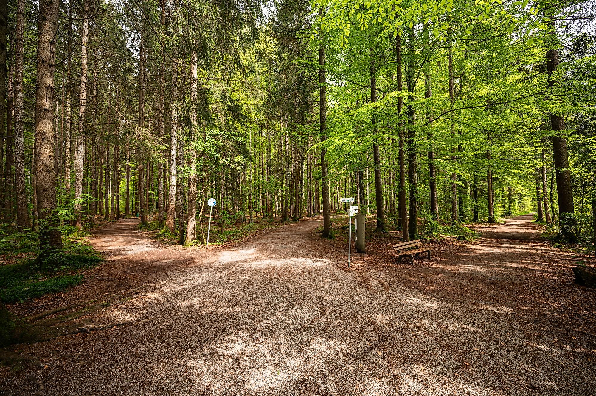Waldbaden für Kinder und ihre Eltern - das grüne Wunder