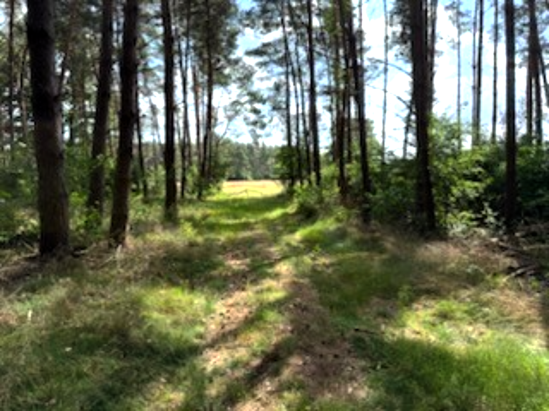 Unser Wald als Kohlenstoffspeicher auf einem guten Holzweg