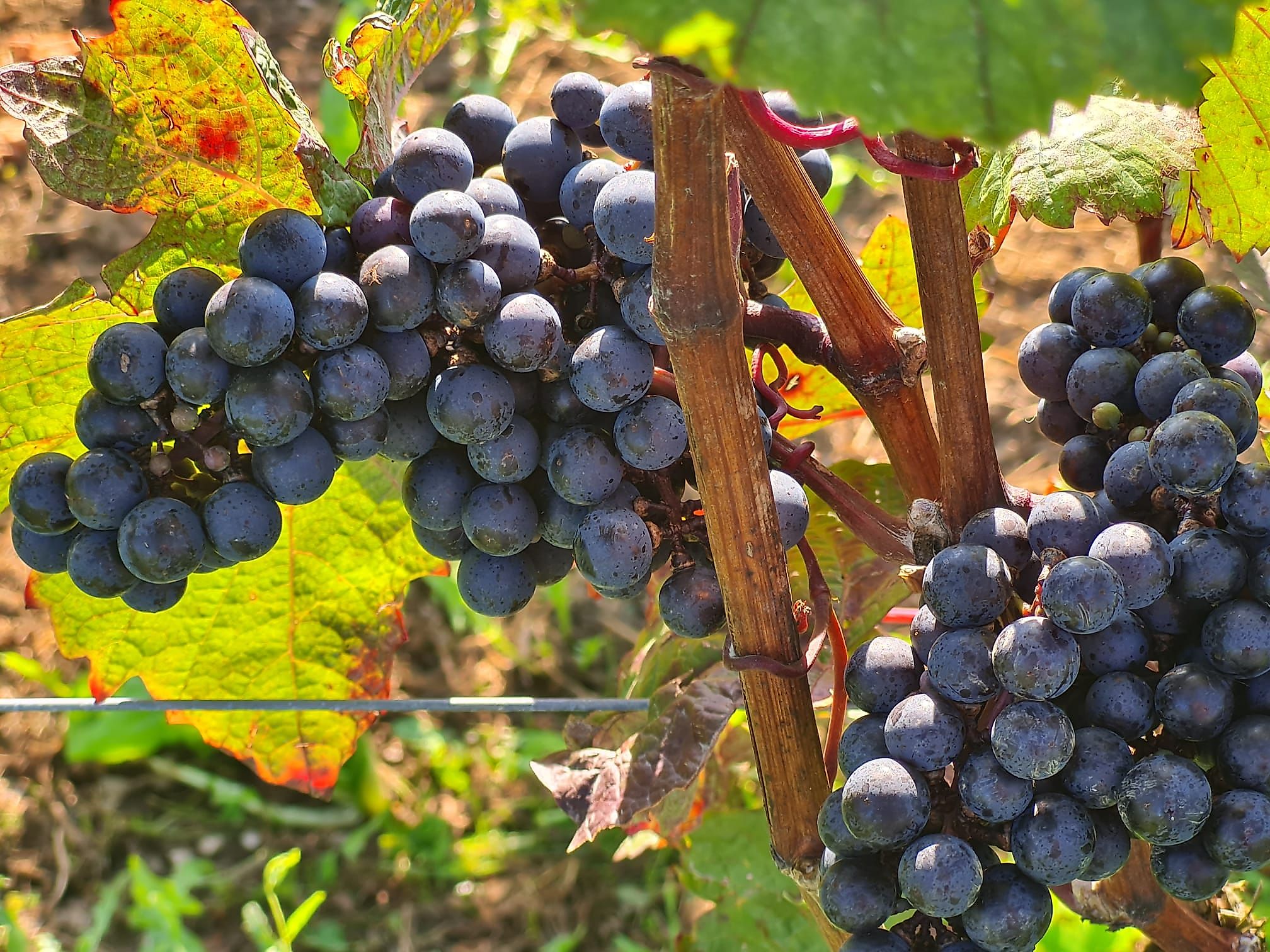 Unterwegs im Weinberg