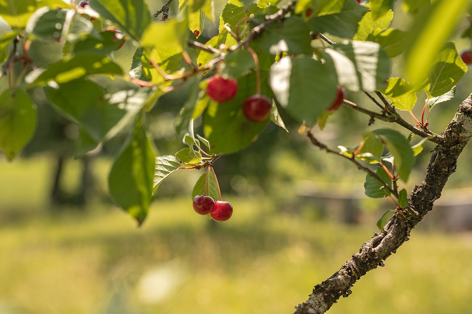 Wildbeeren/Wildobst - schmackhaft und gesund