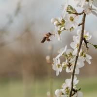 Natur erleben, Bienen entdecken
