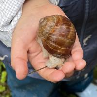 Erde, Matsch und Krabbeltier