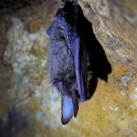 Fledermaus in Wald und Dorf - Familienwanderung Hochfels