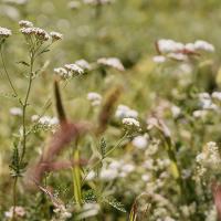 Heilkräuterwanderung zur Sommersonnenwende