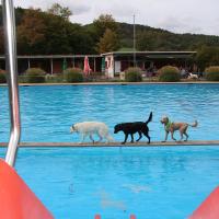 Hundeschwimmen