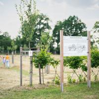 Sensenkurs im Botanischen Obstlehrgarten "Schäbles Kleinod"