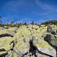 Lebensraum Hochwald - Dreisesselrunde mit dem Naturpark-Ranger