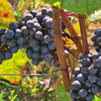 Unterwegs im Weinberg