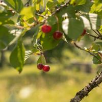 Wildbeeren/Wildobst - schmackhaft und gesund